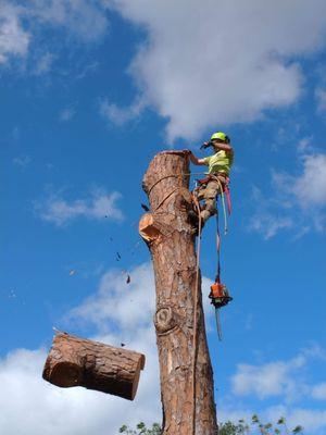 Large pine log falling.