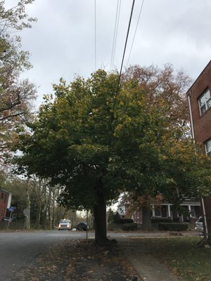 Tree trimming/Before