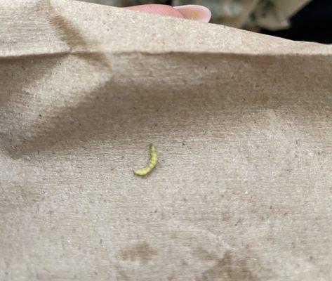 Green worms in brocolli