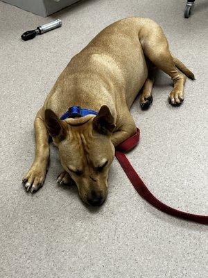 Gizmo at the vet, finding out he needs surgery and meds for worms and parasites