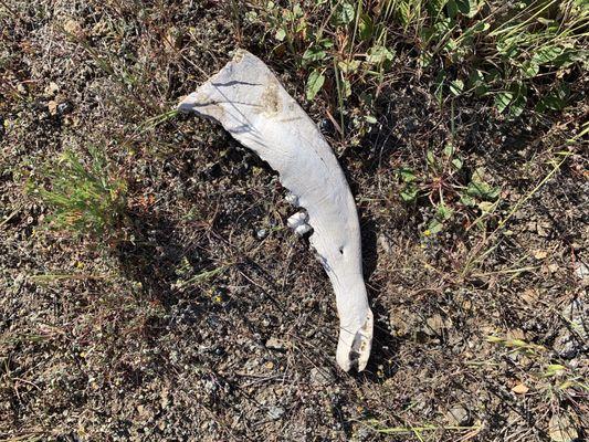 Some kind of an animal bone at Coyote Ridge 03.05.22 | Sat