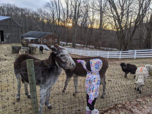 Penelope and Piper the donkey family