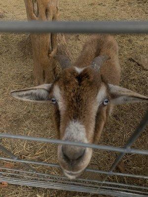 One of many goat in the petting zoo.