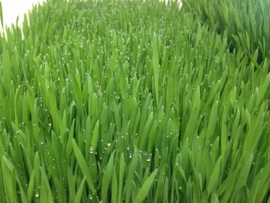 Wheatgrass