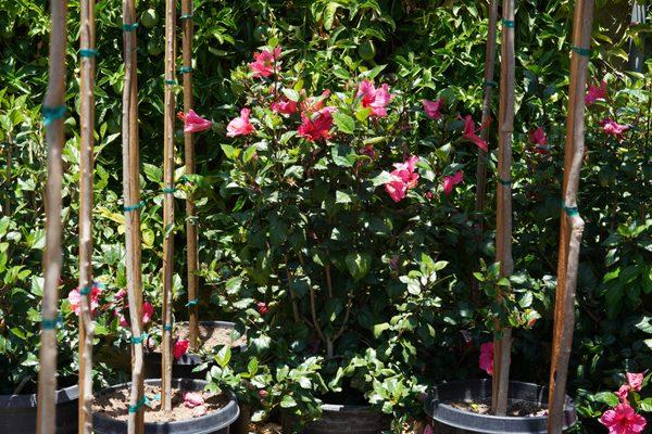 Pink Hibiscus