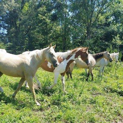 The herd takes a stroll