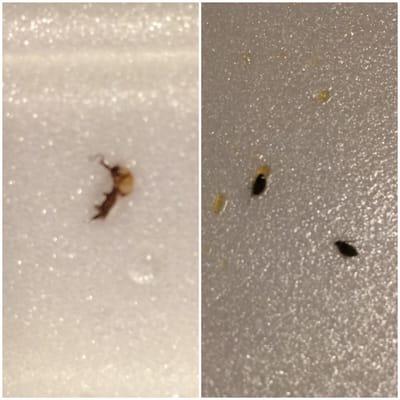 Togo plate. The little grey bugs were in my sesame chicken. Roach leg was just hanging around. I'm disgusted.