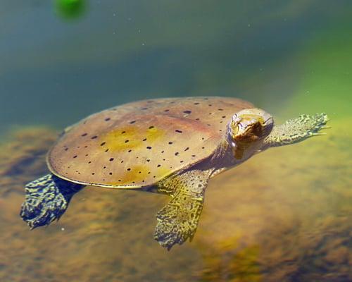 Soft-shell turtle.