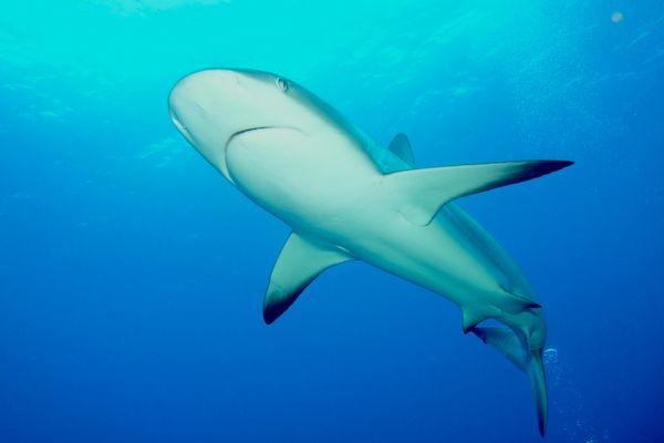 Swimming with Sharks in Bahamas