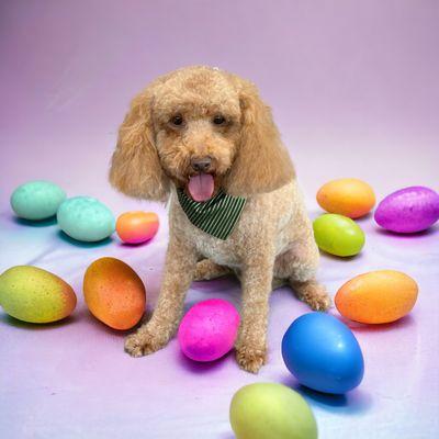 Puppy Cuts Pet Spa