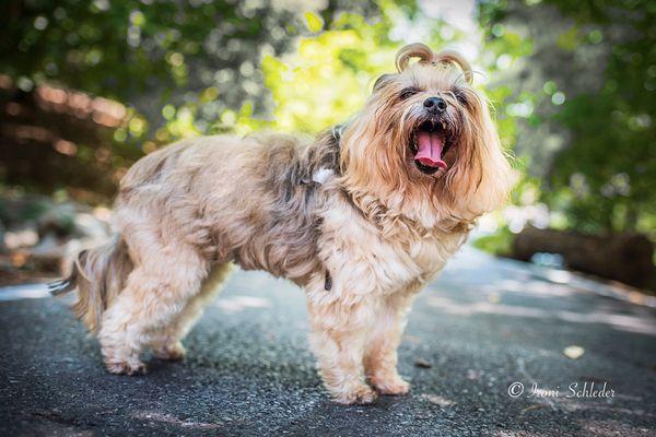 Cause I'm loving to pose. Whiskey Schleder the best dog model ever!