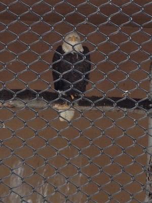 Bald eagle. Amazing.