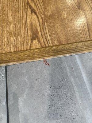 Blood is all over my house from how much he was bleeding