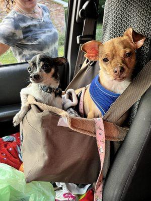 Roxy and OJ on the way to fairy tail dog grooming and boarding they love the staff