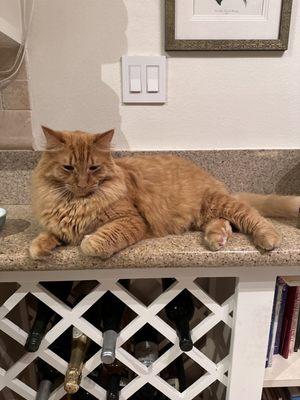 Long haired cat after grooming!