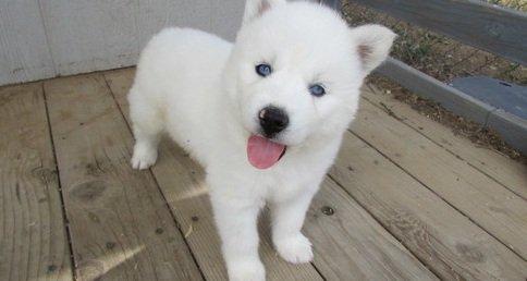 WHITE HUSKY FEMALE