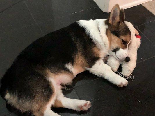 Dreaming of Puppy Class