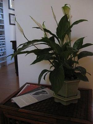 Plant and brochures in the reception area