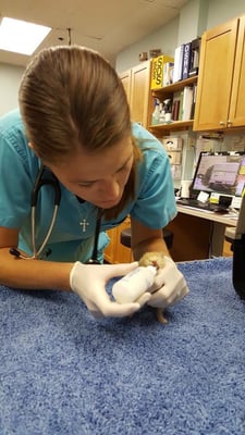 Dr. Taddeo feeding a tiny kitten that was abandoned by the mother.