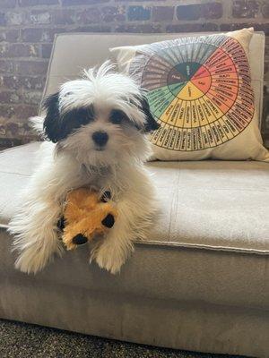 Theo the therapy pup lounging in our office.