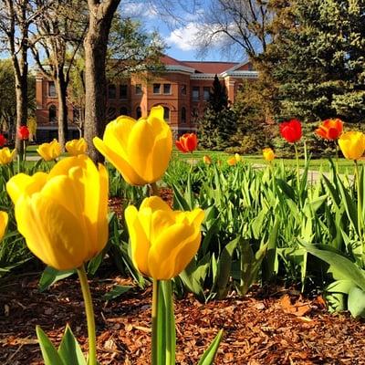 Spring at Concordia College [April, 2012]