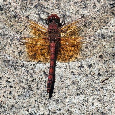 Red dragonfly