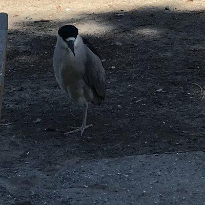 A black crowned night heron