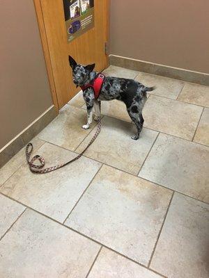 Greta eagerly awaiting the arrival of the vet!