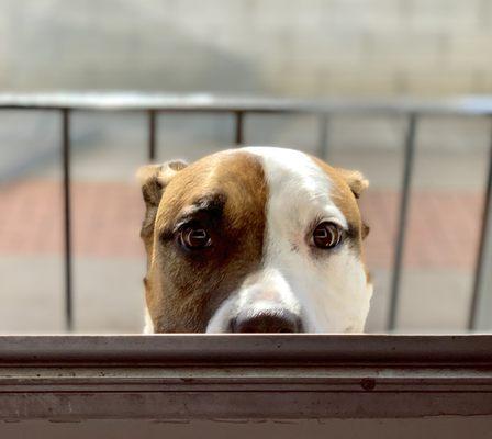 Peekaboo  Photo by Judy