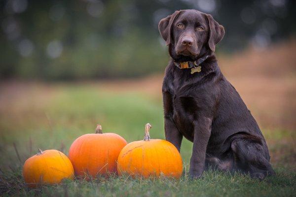 Halloween is almost here!  Keep pets safe always look out for-burning candles, entangling loose fitting costumes, Candy and traffic.