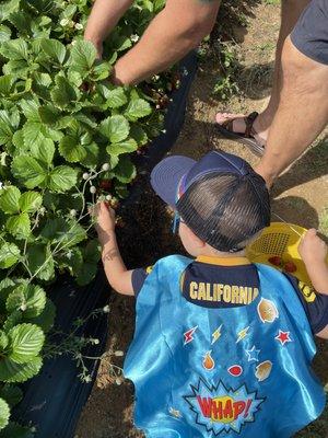 Picking strawberries