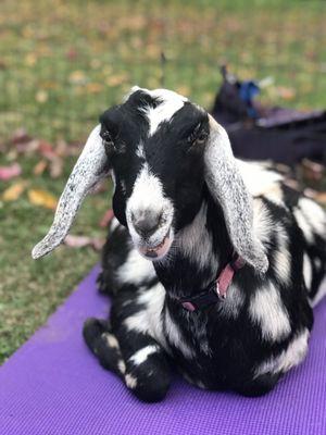 Goat yoga