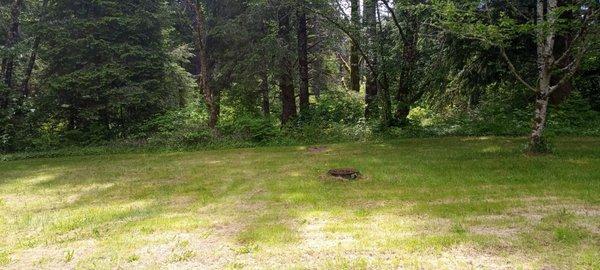 This is a couple of the dry tent camp sites.  Sitting to the left of the trail leading to Hobuck Beach.