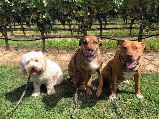 Jake Zoey and Brody chillin at the winery