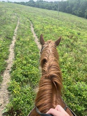 Tess and the Trails