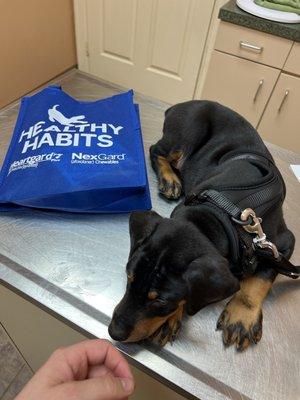 Doberman Puppy getting checked at the vet