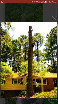 Huge pine tree in being taking down by David... tree was hanging over top a beautiful dogwood an the house.