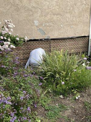 The new insulation, barrier paper, and wire in place. MUCH stronger than the original chicken wire!