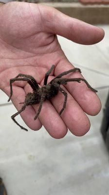 Richard and our unwanted tarantula.