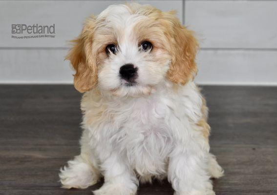 Cavachon