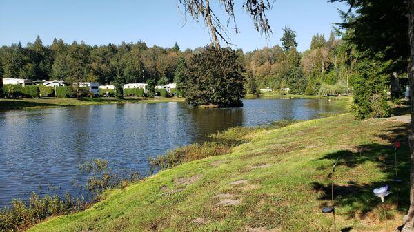 The pond