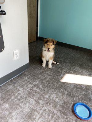 Puppy's first vet visit!