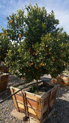 Moon Valley Nurseries Cottonwood Surprise Fruit Cocktail Tree