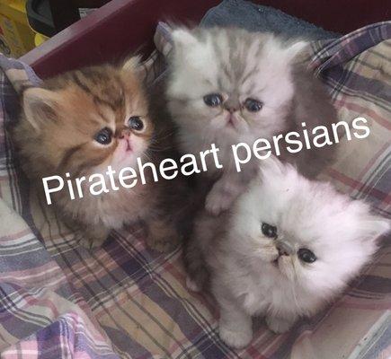 Pirateheart Persians