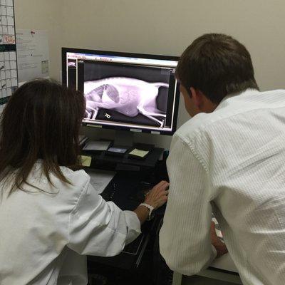 Radiographs are captured digitally to allow enhancement of images.