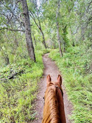 Saw deer here! Riding Nugget