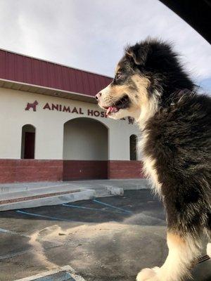 Animal Hospital of Las Cruces