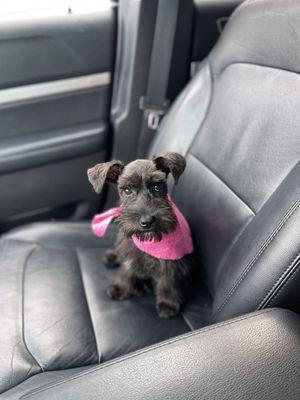 Millie after her groom