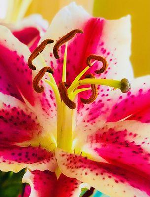 Stargazer Lily.