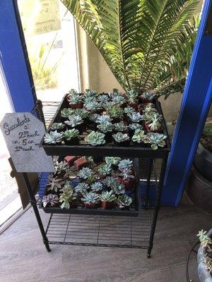 Succulents on sale!